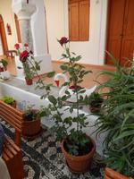 Rosen im Kloster Panormitis