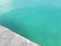 Fische im türkisblauen Wasser 