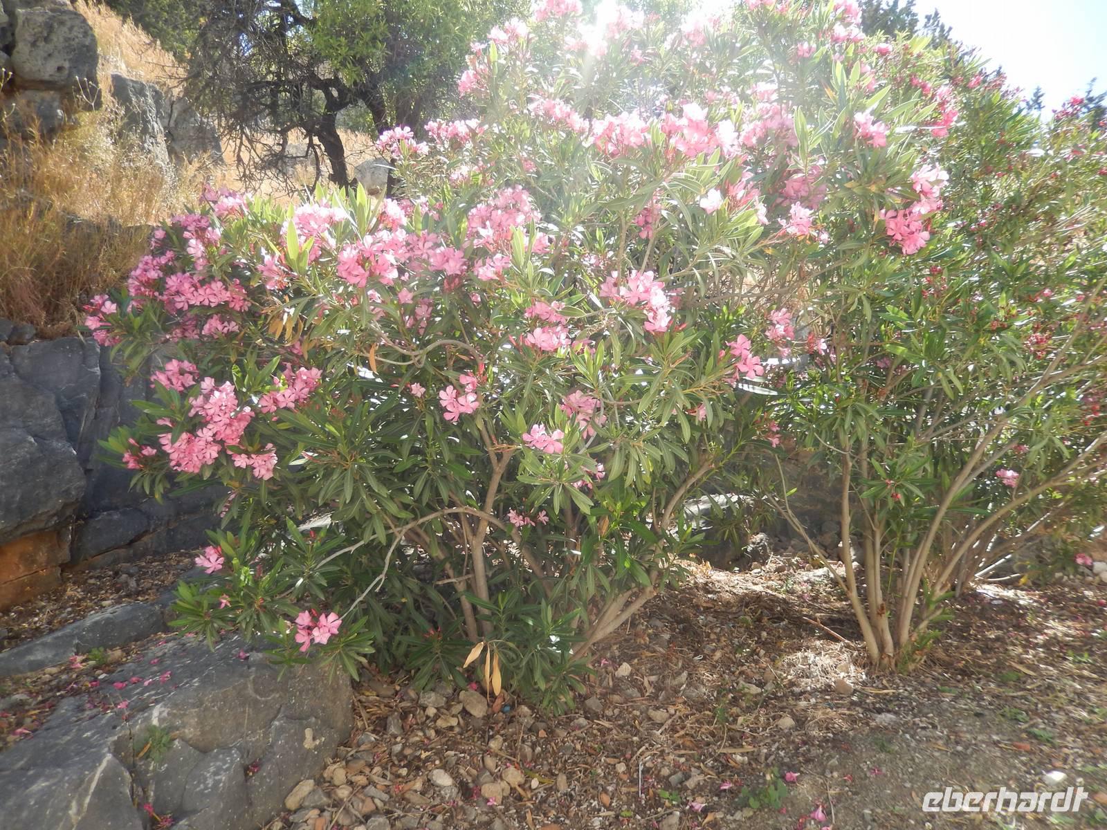 blühende Sträucher in Lindos