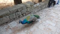 Pfau