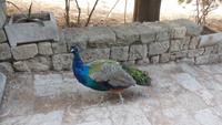 Pfau