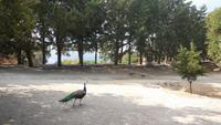 Pfau