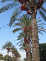 Rhodos - Faliraki