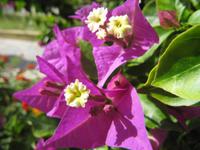 Rhodos - Faliraki