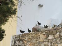 Rhodos - Insel Simy