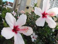 Rhodos - Siana