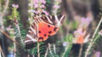 Schmetterling
