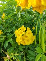 Insel Zypern - Kolossi (Gelber Trompetenstrauch)