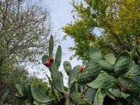 Insel Zypern - Dorf Vouni (Feigenkakteen)