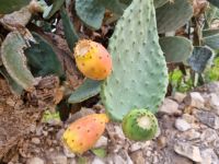 Insel Zypern - Dorf Vouni (Feigenkakteen)