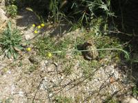  Schildkröten in Philippi