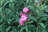 011. Blumen