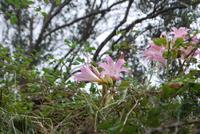 077. Blumen