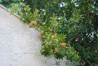 094. Granatäpfel