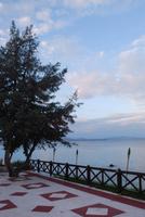 016. Olivenbaum auf der Terrasse des Hotels in Mati