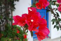 070. Blumen in Volax