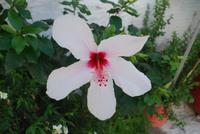 095. Hibiskus