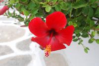 119. HIbiskusblüte