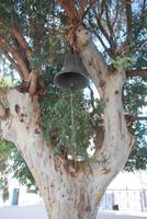 167. Glocke im Eukalyptus Baum