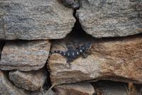 184. Eidechse auf Naxos