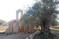 198. Olivenhaine in Chalki