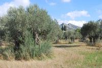 199. Olivenhaine in Chalki