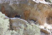 Schafe auf Kreta in der Nähe von Archanes