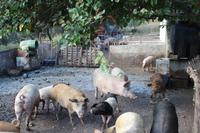 Zu Besuch bei einem Schweinebauern