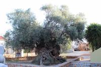Der älteste Olivenbaum von Kreta (vllt. auch der Welt)