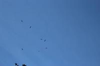 Geier über der Schlucht