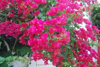 114. Farbenpracht auf Paros