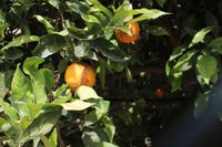 Orangenbaum in der Knosiano Schlucht