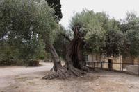 Olivenbaum in Gortys