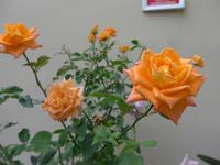 Kreta, Pera, Rosen am Kloster Panagia i Kardiotissa 