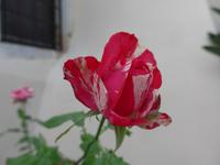 Kreta, Pera, Rose am Kloster Panagia i Kardiotissa 