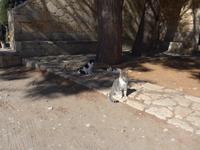 Kreta, Arkadi Kloster