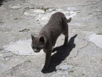  Klosterkatze in Mistras