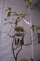 Zedratbaum aus dem der Insellikör Kitron hergestellt wird