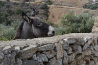 Wir treffen auf einen Esel
