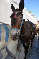 Man kann sich auch tragen lassen