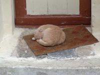 Klosterkatze in Mistras