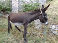 Der Esel des Pantanassaklosters