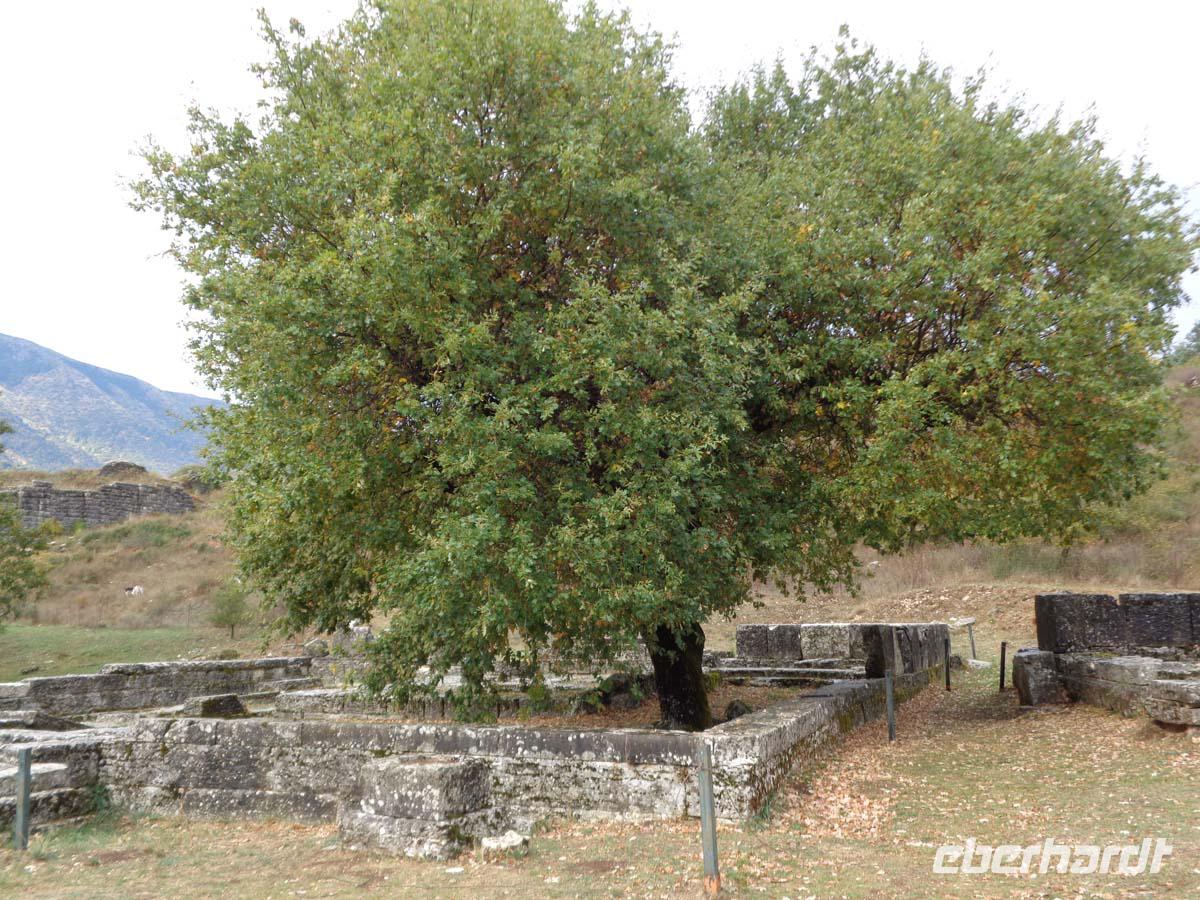  Die hl. Eiche in Dodona