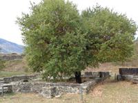  Die hl. Eiche in Dodona