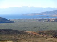  Olivenhain von Delphi, Itea und  der Peleponnes am Horizont