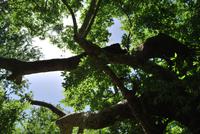 Kreta Wald - bei den Römergräbern