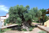 Ältester Olivenbaum der Welt