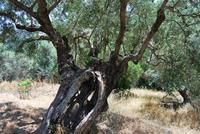 Kreta Landschaft - Olivenbaum