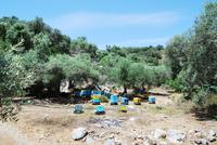 Kreta Landschaft - Bienen