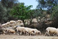 Schafe bei Gortyn